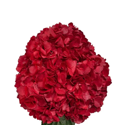Ortensia colombiana di lusso Rossa | HydraLux ingrosso fiori