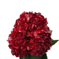 Ortensia colombiana di lusso Rossa | HydraLux ingrosso fiori