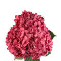 Ortensia colombiana di lusso Rossa | HydraLux ingrosso fiori