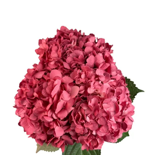 Ortensia colombiana di lusso Rossa | HydraLux ingrosso fiori