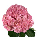 Ortensia colombiana di lusso Rose Garden | HydraLux ingrosso fiori