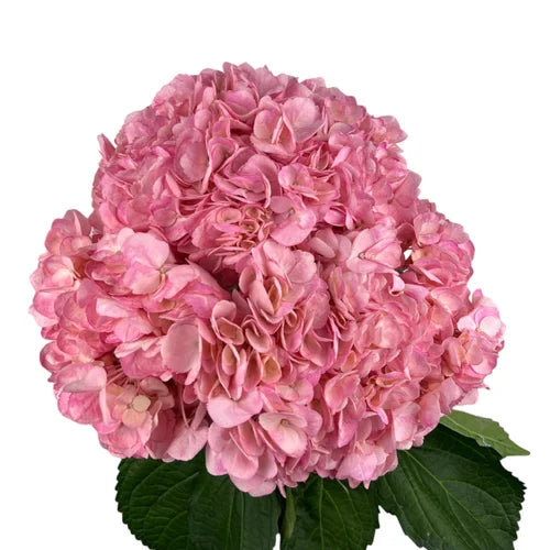 Ortensia colombiana di lusso Rose Garden | HydraLux ingrosso fiori