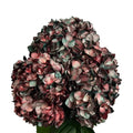 Ortensia colombiana di lusso Rossa e Verde | HydraLux ingrosso fiori