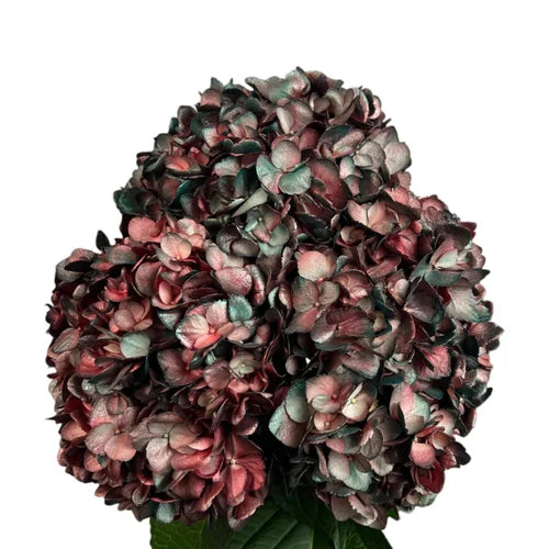Ortensia colombiana di lusso Rossa e Verde | HydraLux ingrosso fiori