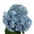 Steel Blue