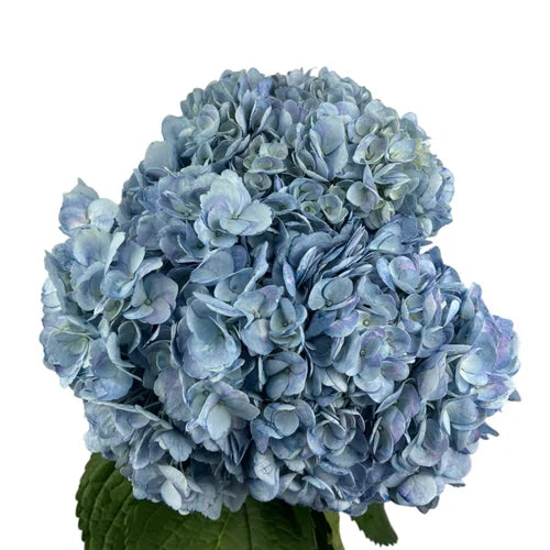 Steel Blue