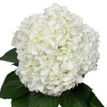Snowflake White