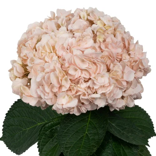 Ortensia colombiana di lusso Soft Coral | HydraLux ingrosso fiori