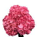 Ortensia colombiana di lusso Rosa | HydraLux ingrosso fiori