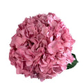 Ortensia colombiana di lusso Rosa | HydraLux ingrosso fiori