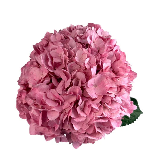 Ortensia colombiana di lusso Rosa | HydraLux ingrosso fiori