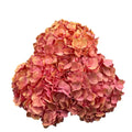 Ortensia colombiana di lusso Rosa | HydraLux ingrosso fiori
