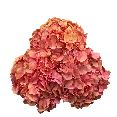 Ortensia colombiana di lusso Rosa | HydraLux ingrosso fiori