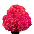 Ortensia colombiana di lusso Rosa | HydraLux ingrosso fiori