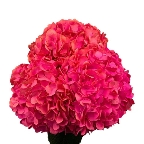 Ortensia colombiana di lusso Rosa | HydraLux ingrosso fiori