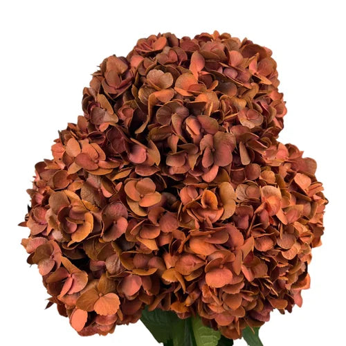 Ortensia colombiana di lusso Terra | HydraLux ingrosso fiori