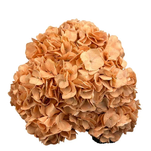 Ortensia colombiana di lusso Terracotta | HydraLux ingrosso fiori