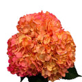 Ortensia colombiana di lusso Arancione | HydraLux ingrosso fiori