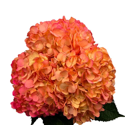 Ortensia colombiana di lusso Arancione | HydraLux ingrosso fiori