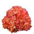 Ortensia colombiana di lusso Arancione | HydraLux ingrosso fiori