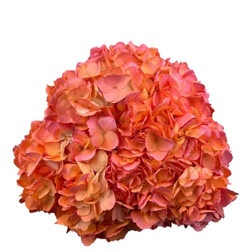 Ortensia colombiana di lusso Arancione | HydraLux ingrosso fiori