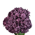 Ortensia colombiana di lusso Viola | HydraLux ingrosso fiori
