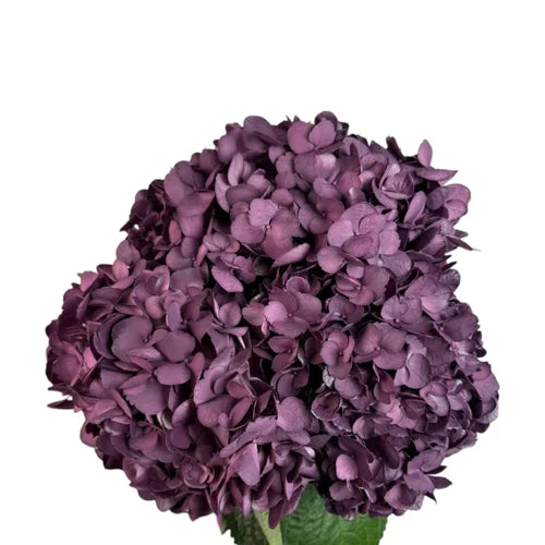 Ortensia colombiana di lusso Viola | HydraLux ingrosso fiori