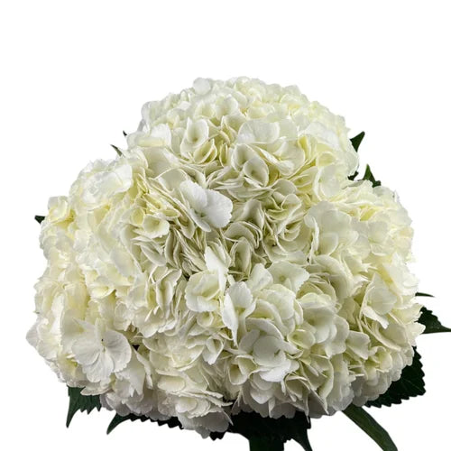 Ortensia colombiana di lusso Bianca | HydraLux ingrosso fiori