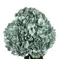 Ortensia colombiana di lusso Verde e Argento | HydraLux ingrosso fiori