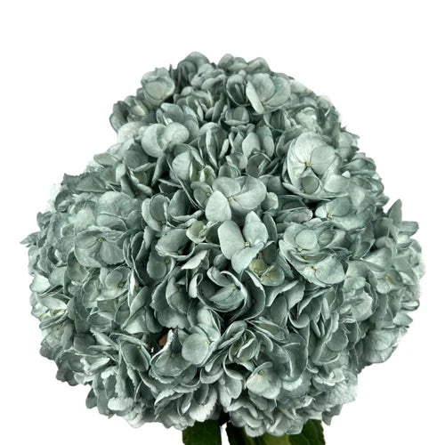 Ortensia colombiana di lusso Verde e Argento | HydraLux ingrosso fiori