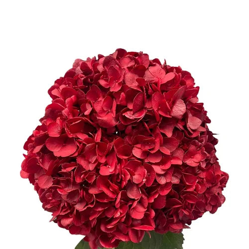 Ortensia colombiana di lusso Rossa | HydraLux ingrosso fiori